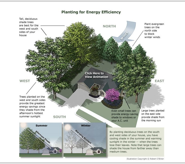 Tree Energy Efficiency